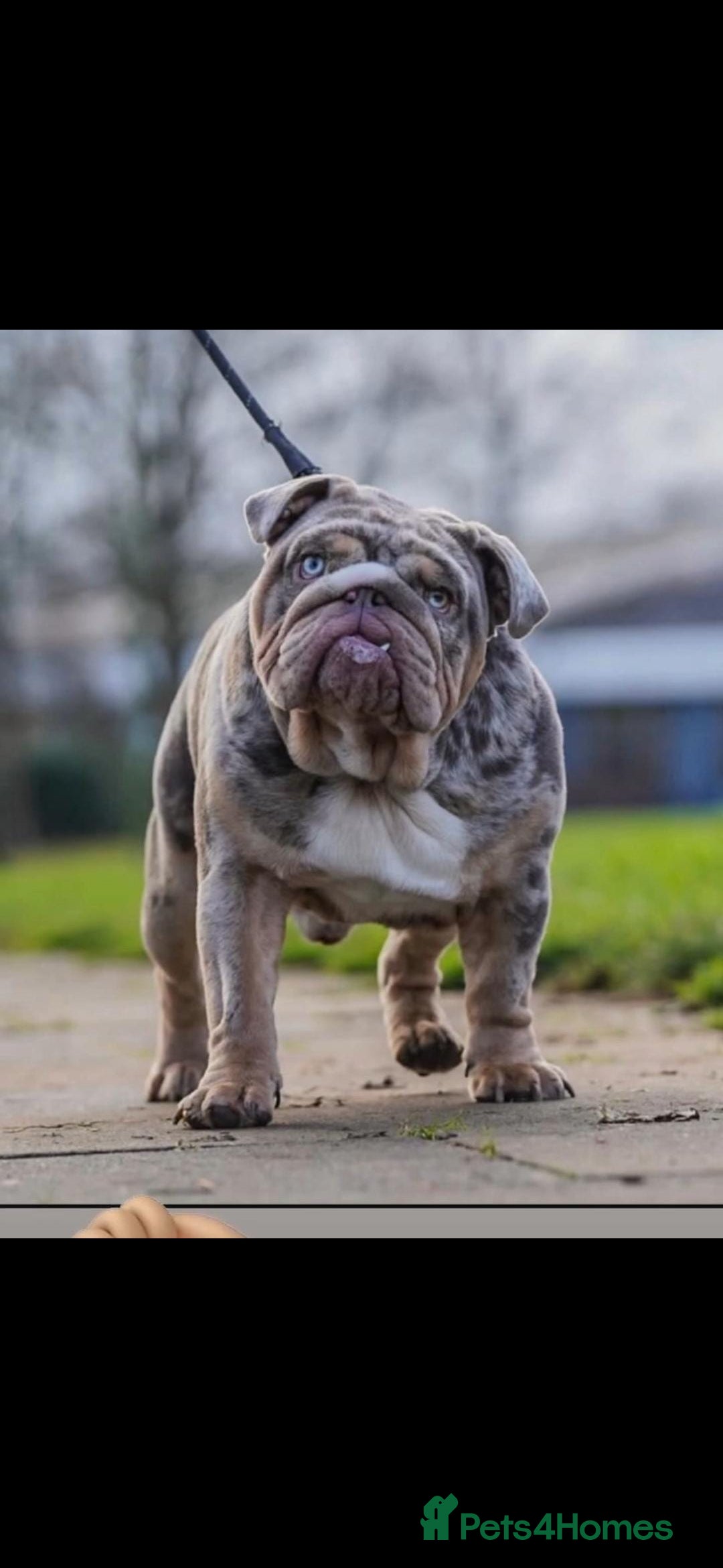 English Bulldog dogs for sale: Outstanding English bulldog puppies  - Image 18
