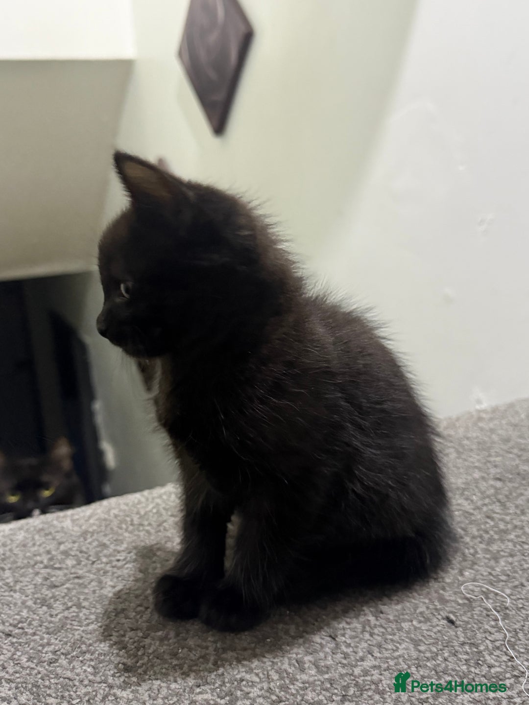 Maine Coon cats for sale: Half Mainecoon and Half British Shorthair  - Advert 12