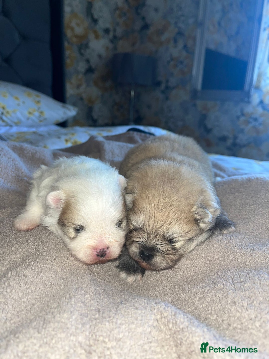 Pomeranian dogs for sale: Kc Reg Pomeranian Pups - Advert 17