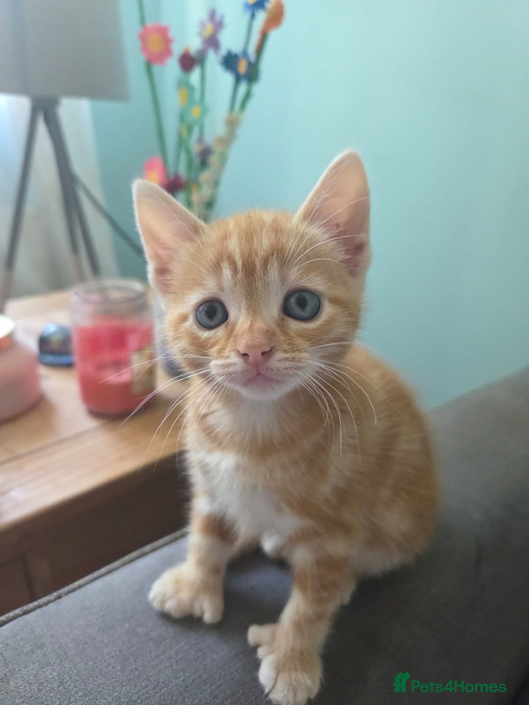 Mixed Breed cats for sale: Mixed breed females  - Image 2