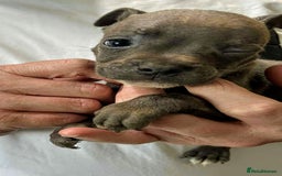 Mixed Breed dogs for sale: French Bulldog x Staffie Puppies - Rare colours - Image 4