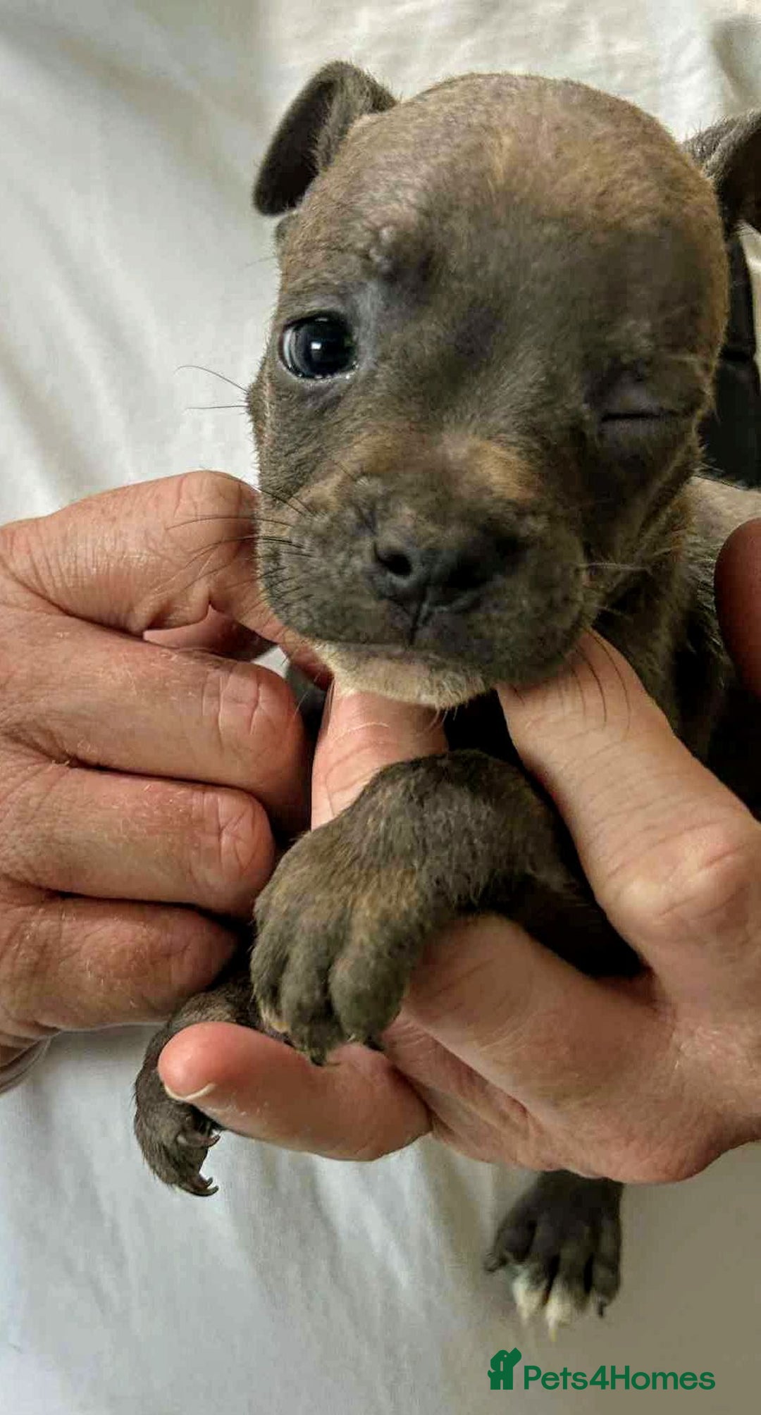 Mixed Breed dogs for sale: French Bulldog x Staffie Puppies - Rare colours - Image 4