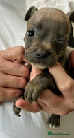 Mixed Breed dogs - Advert 6