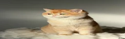 British Shorthair cats for sale: Teddy Bear 🧸 British Shorthair Golden kittens  - Advert 8