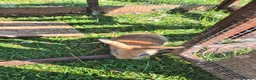 Mini Lop rabbits for sale: mini lop babies for sale - Advert 17