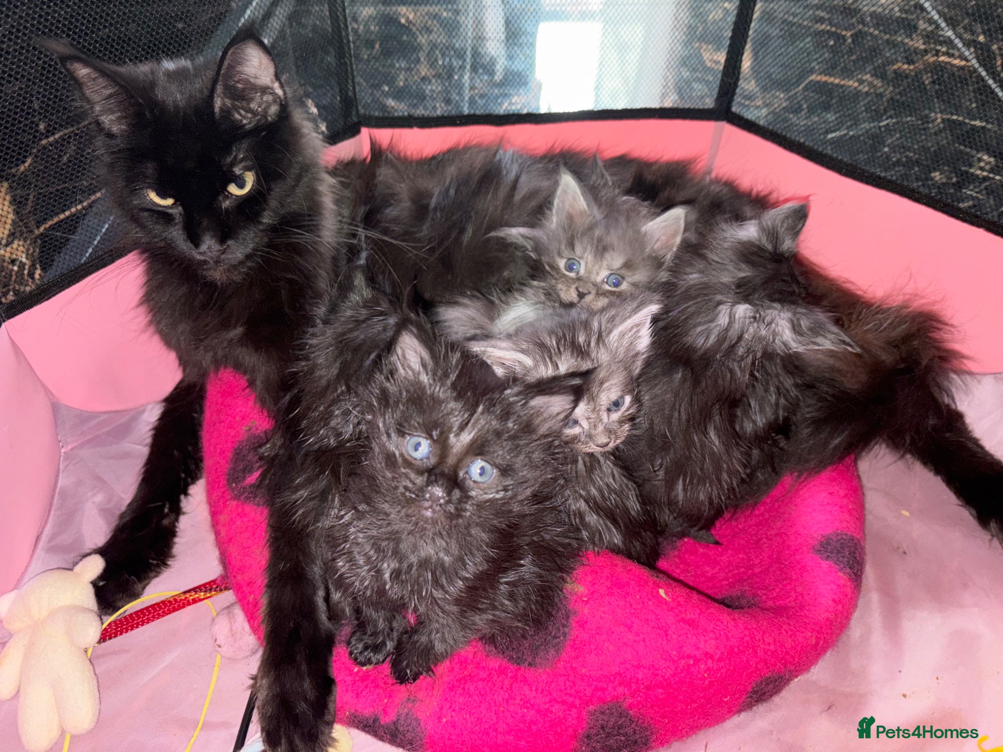 Maine Coon cats Maine coon solid black/ silver tabby  - Advert 1