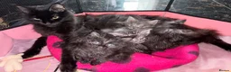 Maine Coon cats for sale: Maine coon solid black/ silver tabby  - Advert 1