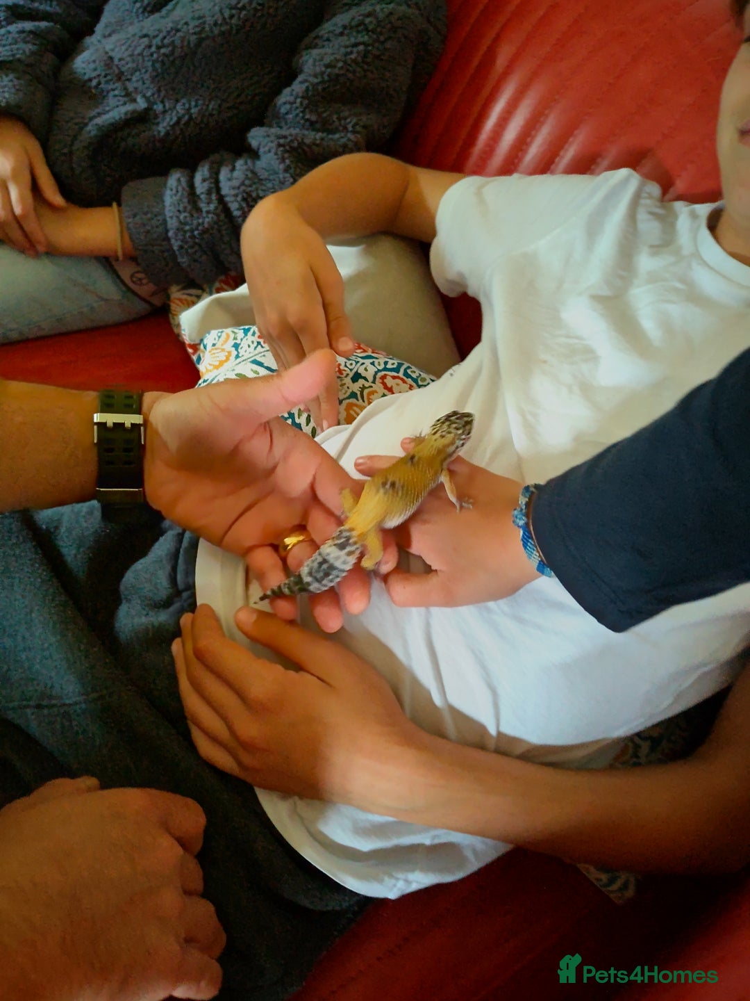 Leopard Gecko reptiles for sale: Female leopard gecko super sweet & full enclosure - Image 5