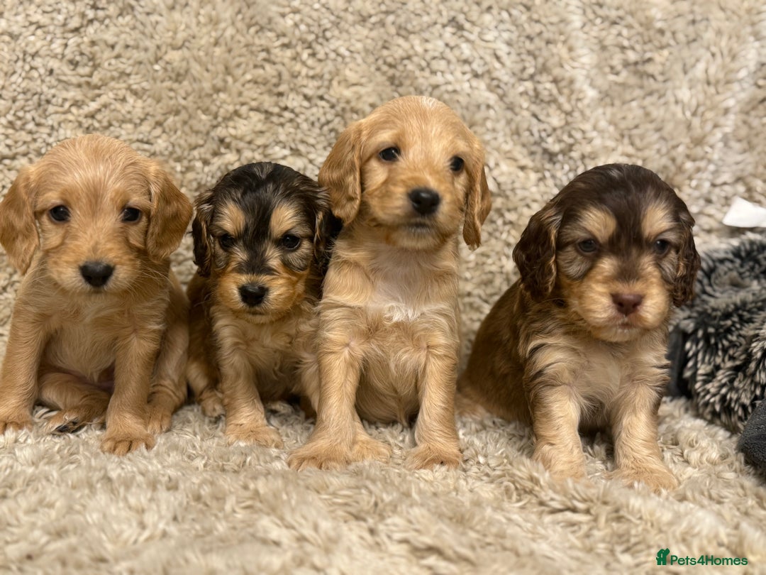 Labradoodle dogs for sale: Unique Stunning miniature doodles - Advert 13