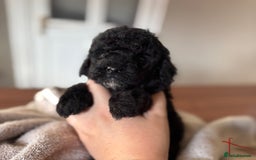 Cockapoo dogs for sale: Health tested Toy Cockapoo’s  - Advert 2