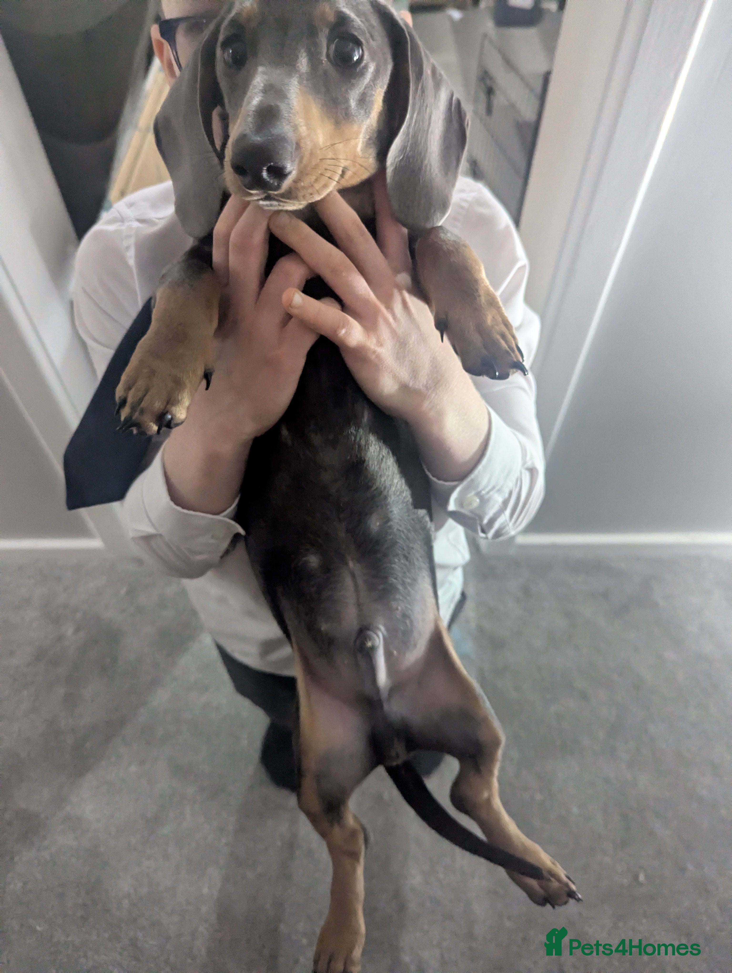 Dachshund dogs Beautiful boy - Advert 17