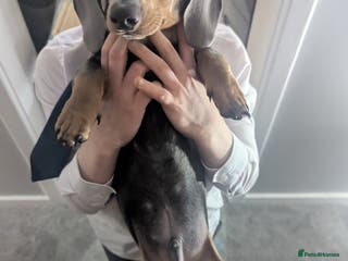 Dachshund dogs Beautiful boy - Advert 10