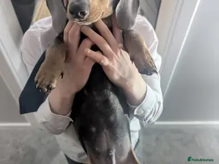 Dachshund dogs Beautiful boy - Advert 15