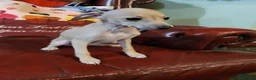 Italian Greyhound dogs for sale: Beautiful Cream Italian Greyhound Puppies - Advert 3