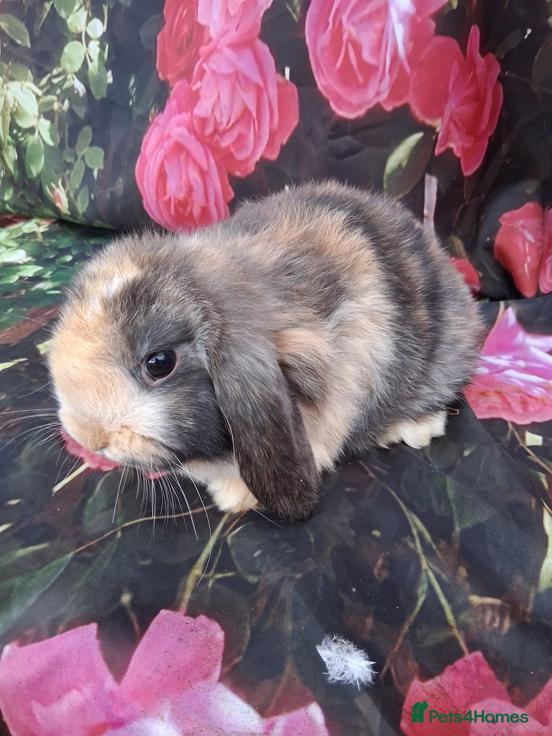 Mini Lop rabbits for sale: Mini lop rabbits - Advert 1