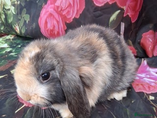 Mini Lop rabbits Mini lop rabbits - Advert 1