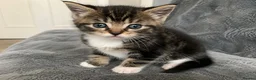 Mixed Breed cats for sale: Adorable little kitten  - Advert 1