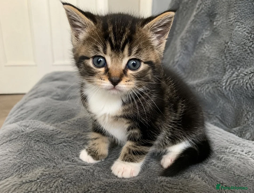Mixed Breed cats for sale: Adorable little kitten  - Advert 1