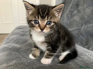 Mixed Breed cats Adorable little kitten - Advert 16