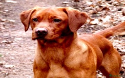 Labrador Retriever dogs for sale: 8 Fox Red/Black Working Labradors - Image 11