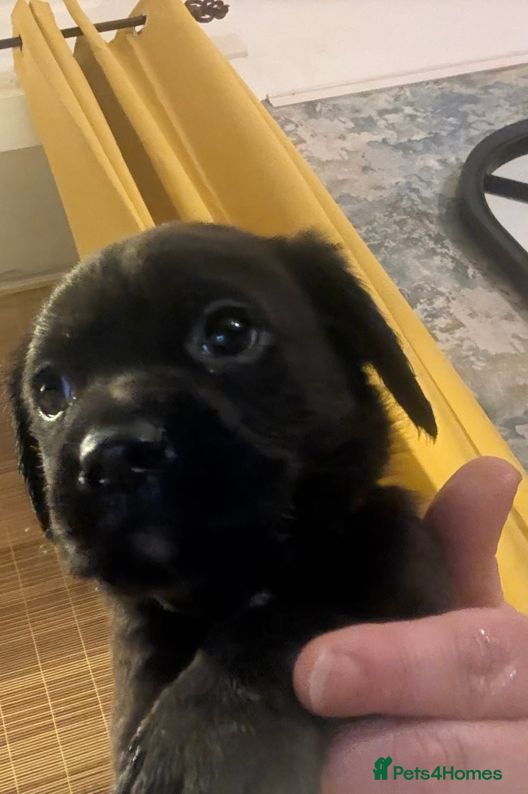 Labrador Retriever dogs for sale: Labrador X Boxerdore puppies  - Advert 38