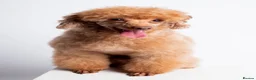 Toy Poodle dogs for stud: KC REG EXTENSIVELY HEALTH TESTED RED POODLE STUD  in Hoddesdon - Advert 5