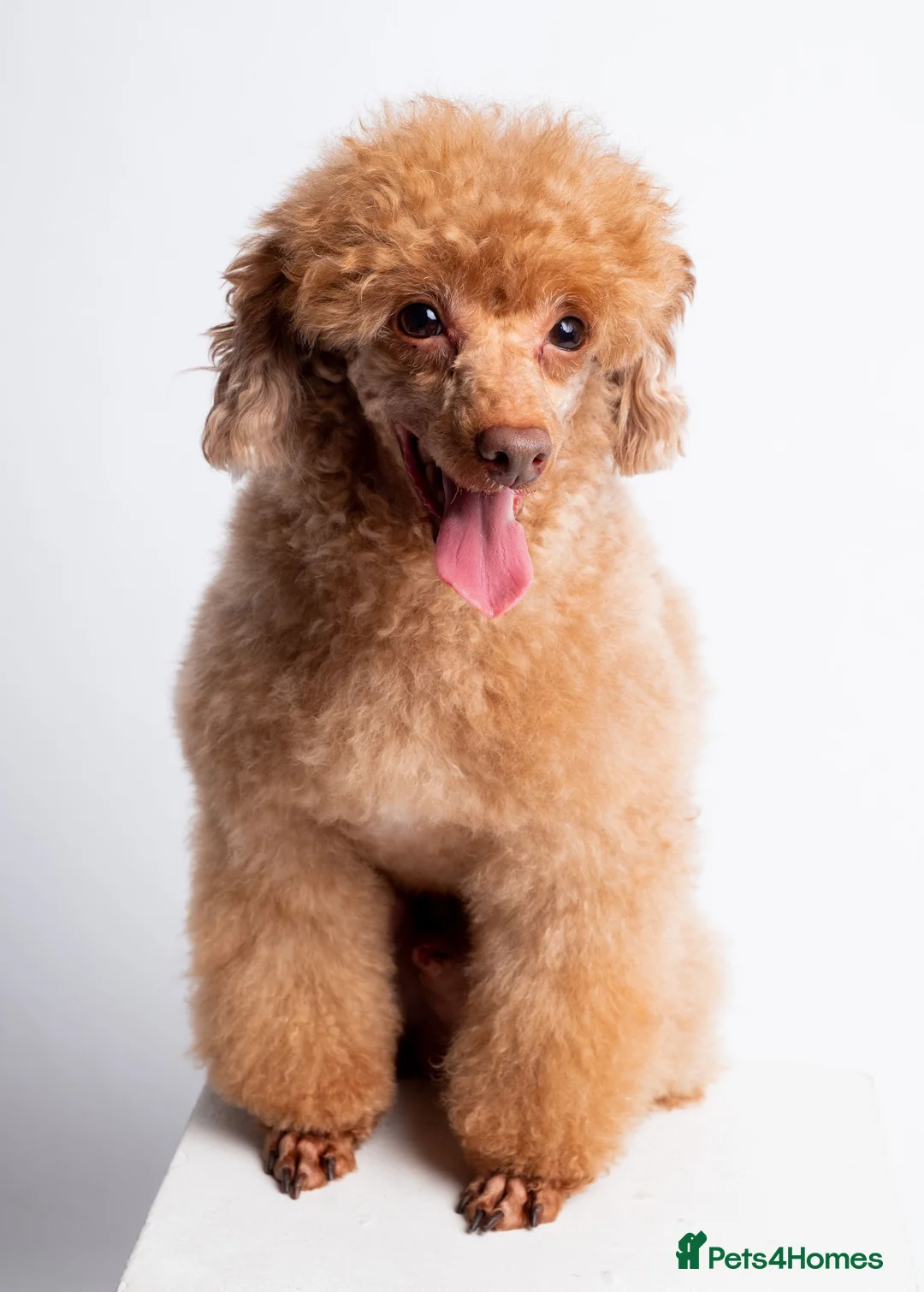 Toy Poodle dogs for stud: KC REG EXTENSIVELY HEALTH TESTED RED POODLE STUD  in Hoddesdon - Advert 5