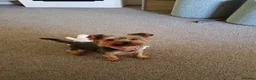Yorkshire Terrier dogs for sale: Yorkshire Terrier looking for a new home. - Advert 7