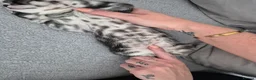 Mixed Breed cats for sale: Mixed bengal kittens - Advert 18