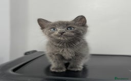 Mixed Breed cats for sale: Beautiful grey kitten  - Image 2