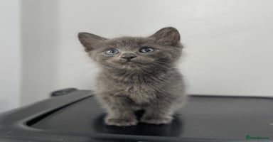 Mixed Breed cats - Advert 7