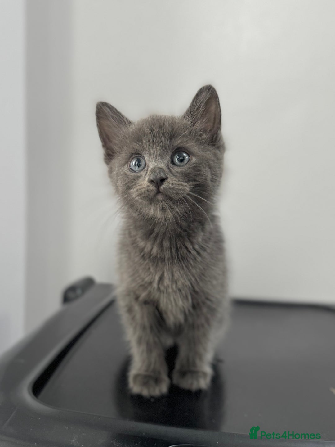Mixed Breed cats for sale: Beautiful grey kitten  - Image 2