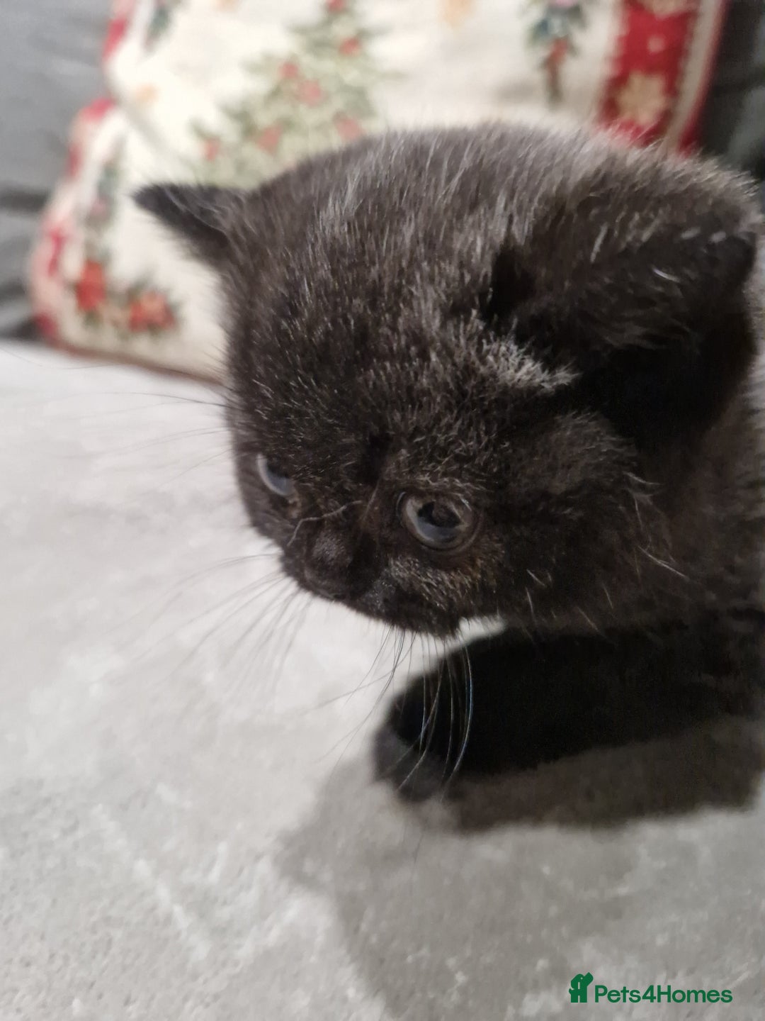 British Shorthair cats for sale: British Shorthair Kittens - Advert 14