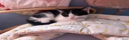 Mixed Breed cats for sale: REDUCED beautiful litter off kittens - Advert 5