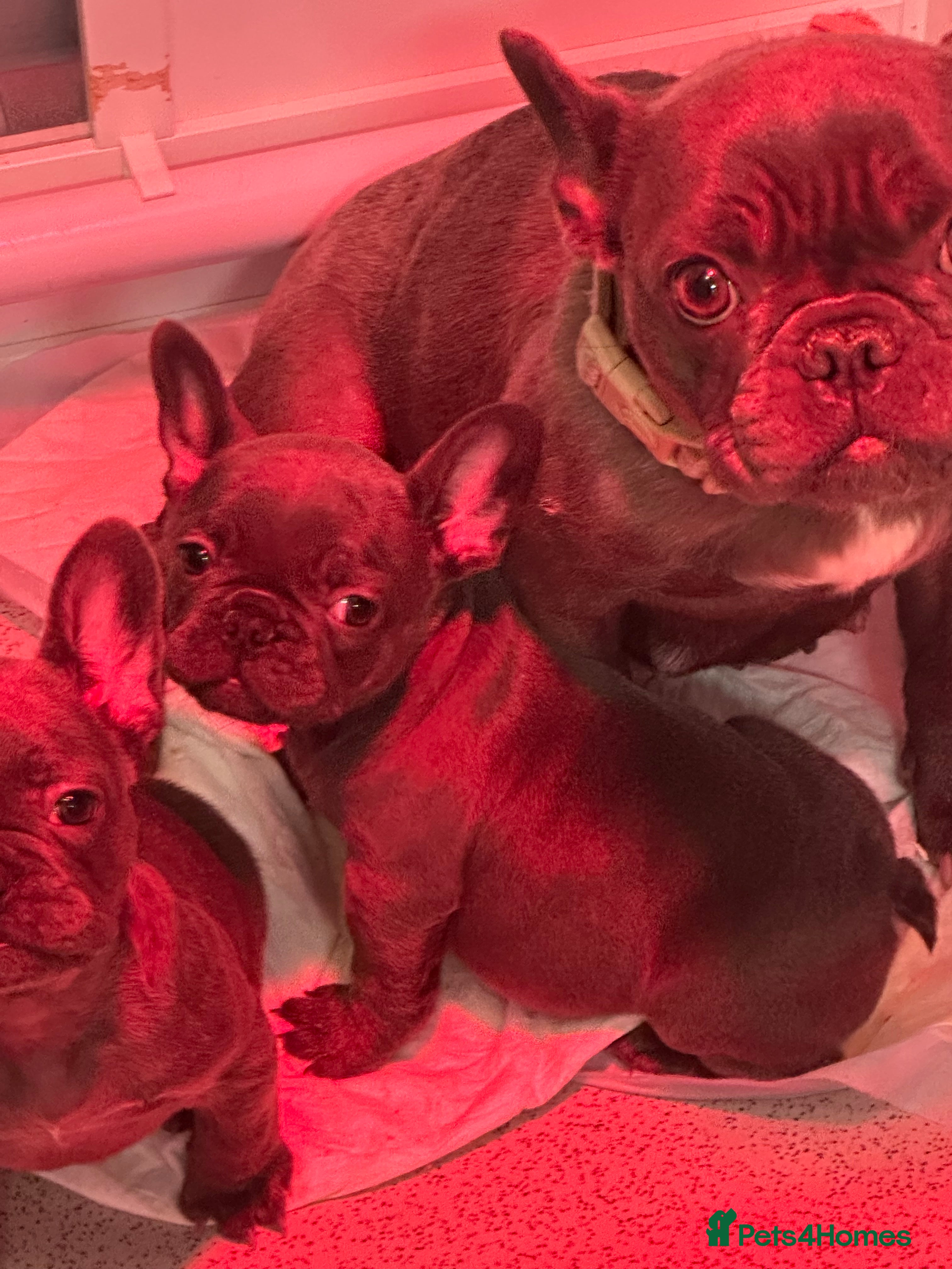 French Bulldog dogs 1 Beautiful Girl Frenchie - Advert 1