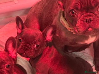 French Bulldog dogs 1 Beautiful Girl Frenchie - Advert 11