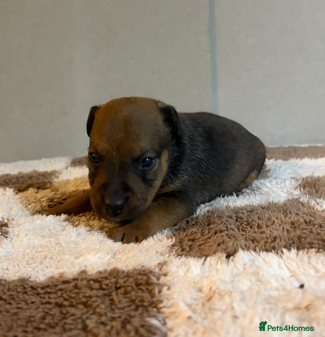 Mixed Breed dogs for sale: Lakeland x Russell pups  - Advert 9