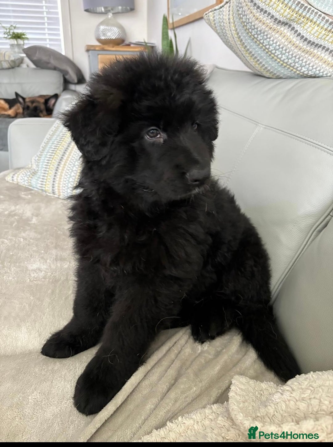 German Shepherd dogs for sale: KC REGISTERED GERMAN SHEPHERD PUPS - Image 2