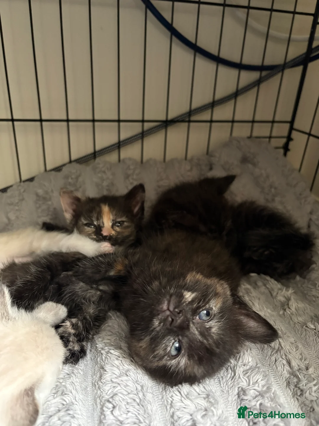 Mixed Breed cats for sale: Winnie,Honey, Dixie - Advert 8