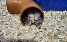 Ferret rodents for sale: Top Quality Ferret kits - Standard and Semi Micro - Image 8