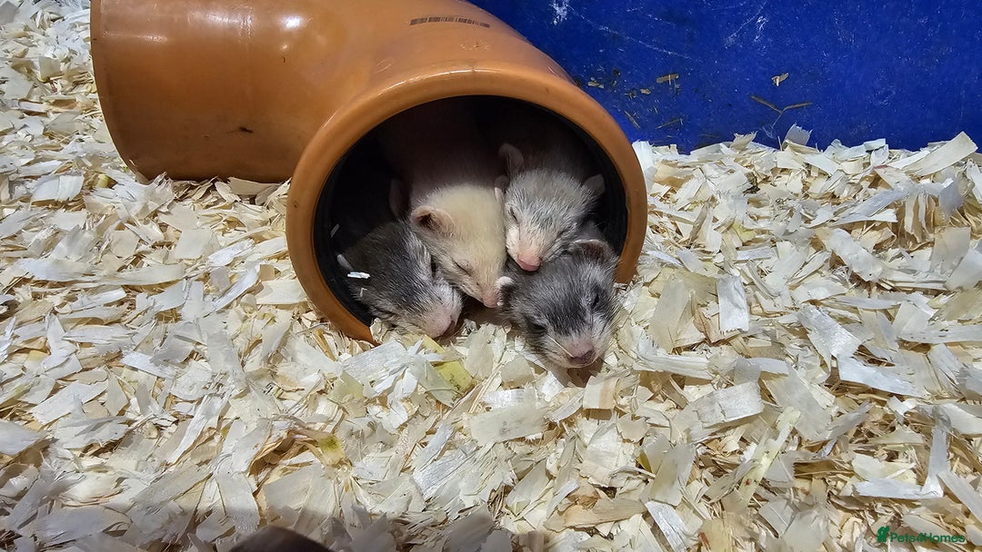 Ferret rodents for sale: Top Quality Ferret kits - Standard and Semi Micro - Image 8