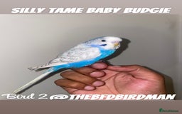 Budgerigars birds for sale: 100% Silly Tame Baby Budgies - Image 1