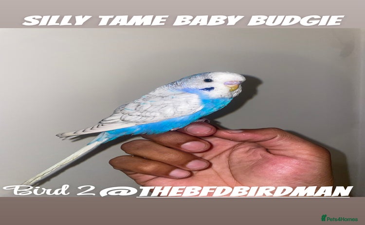 Budgerigars birds - Advert 10