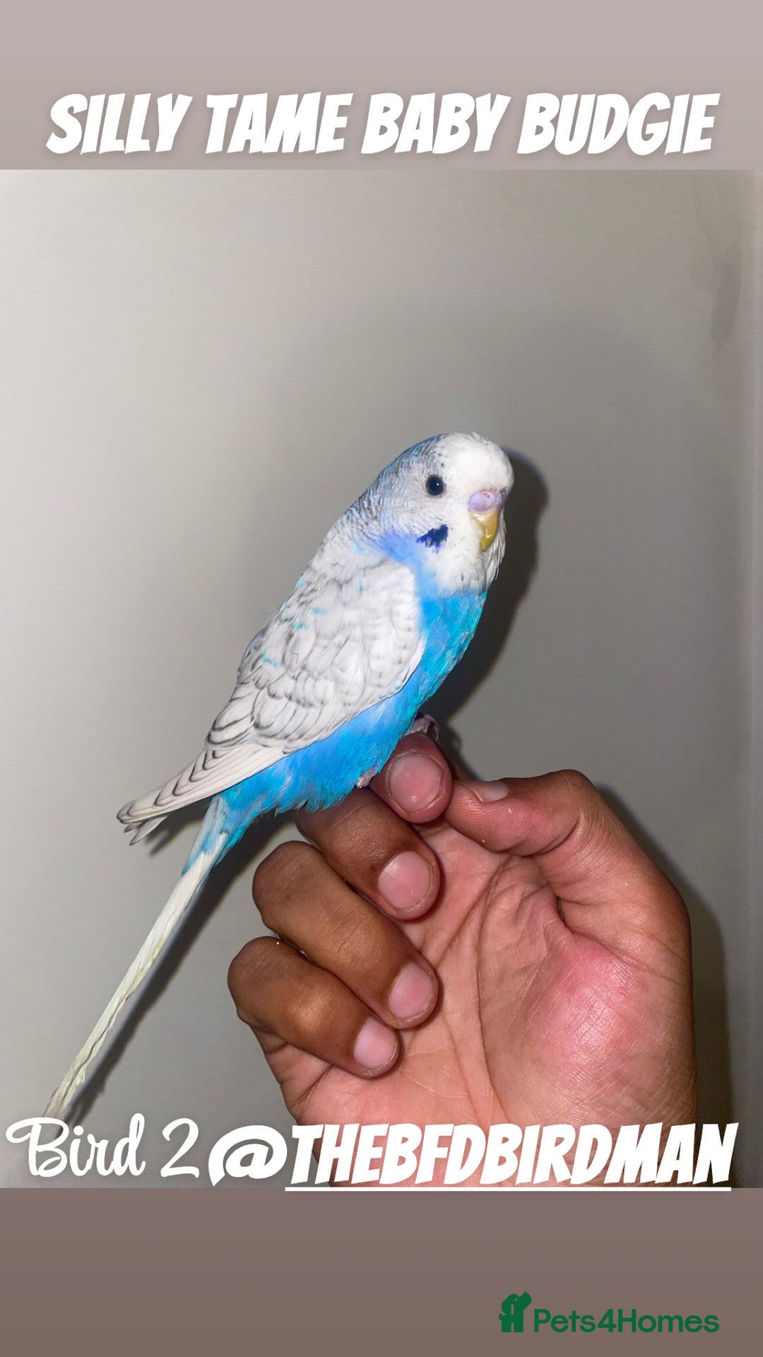 Budgerigars birds for sale: 100% Silly Tame Baby Budgies - Image 1