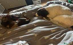 Mixed Breed dogs for sale: Dachshund puppies  - Image 18