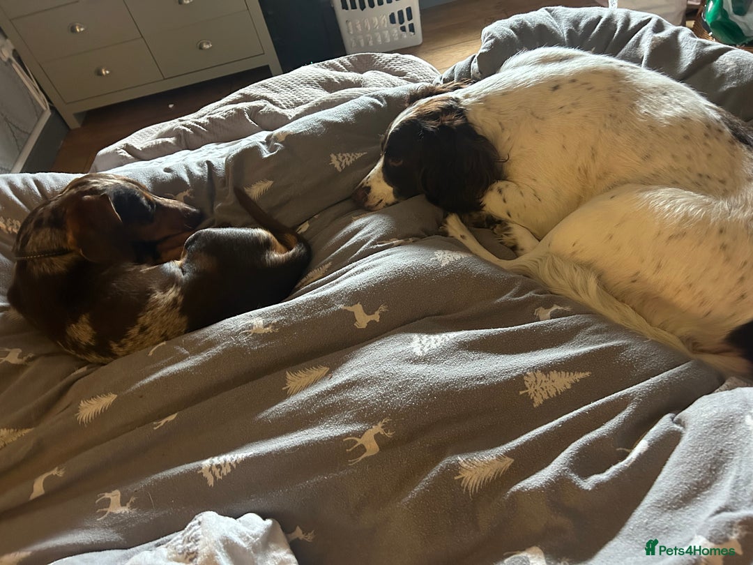 Mixed Breed dogs for sale: Dachshund puppies  - Image 18