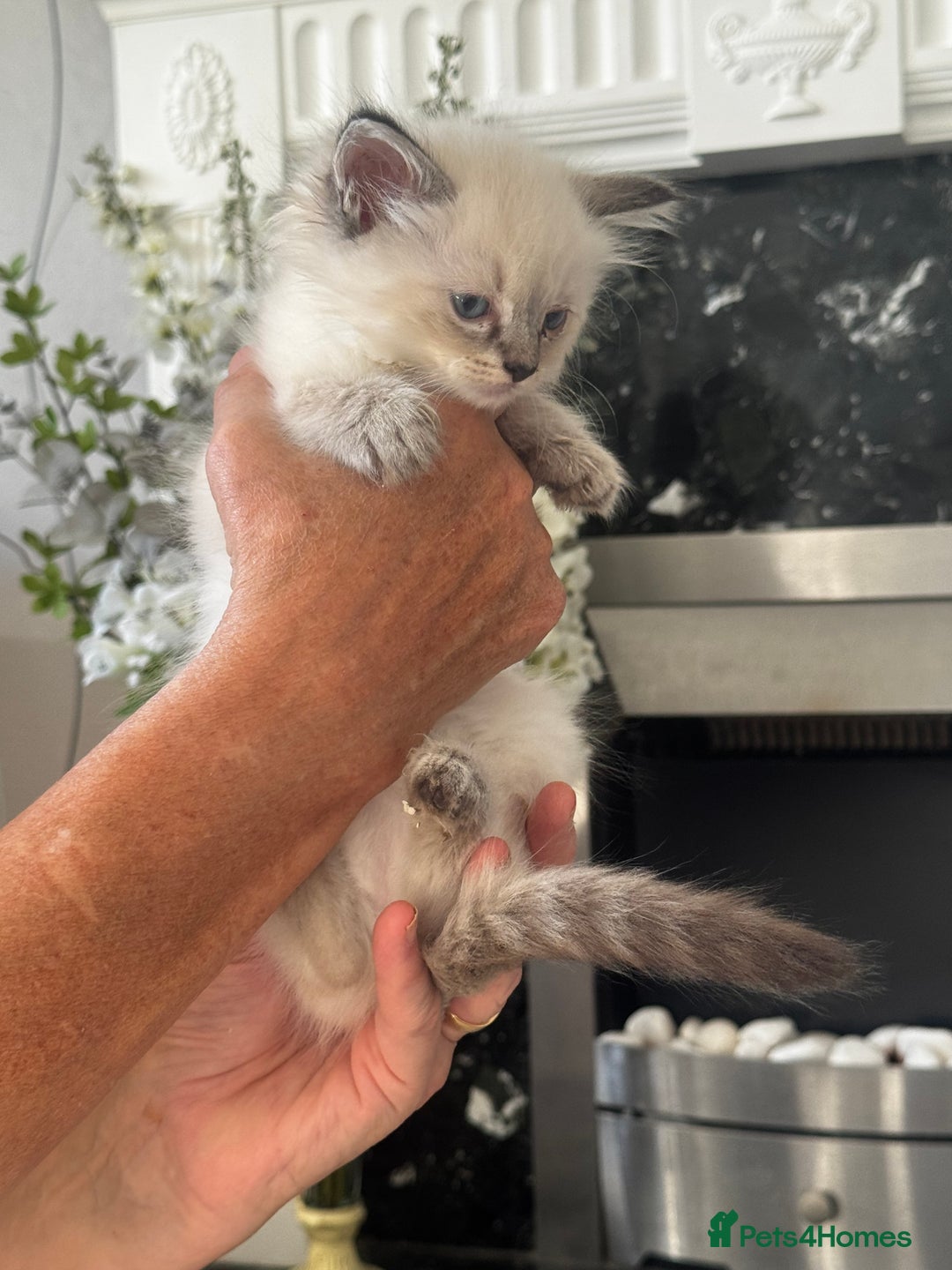 Ragdoll cats for sale: 7 Beautiful Pure Ragdolls for sale - Image 5