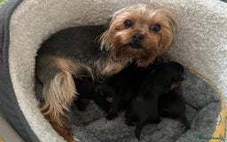 Yorkshire Terrier dogs for sale: Baby face mini pedigree YORKIE pups - Image 24