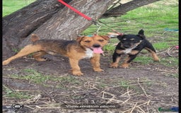 Mixed Breed dogs for sale: Working Lakeland bull Russell 2 year old  - Image 1