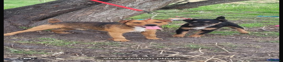 Mixed Breed Puppy 1